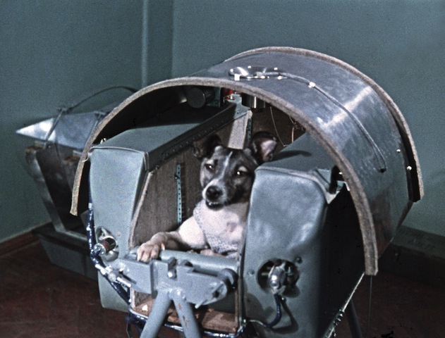 Laika, the Soviet space dog before lift-off