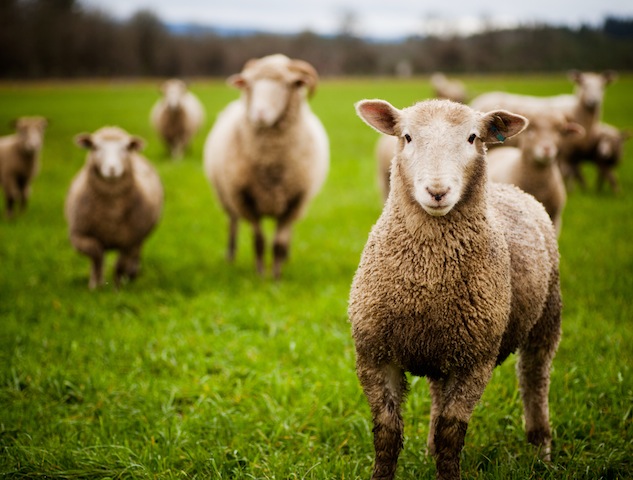 Sheep beware (iStockphoto)