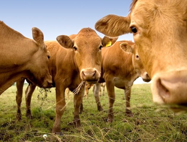 Curious Cows