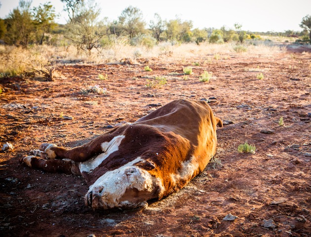 Dead cows (iStockphoto)