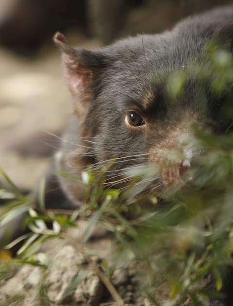 It’s just a koala… no, a Tasmanian Devil… NO! iStockphoto