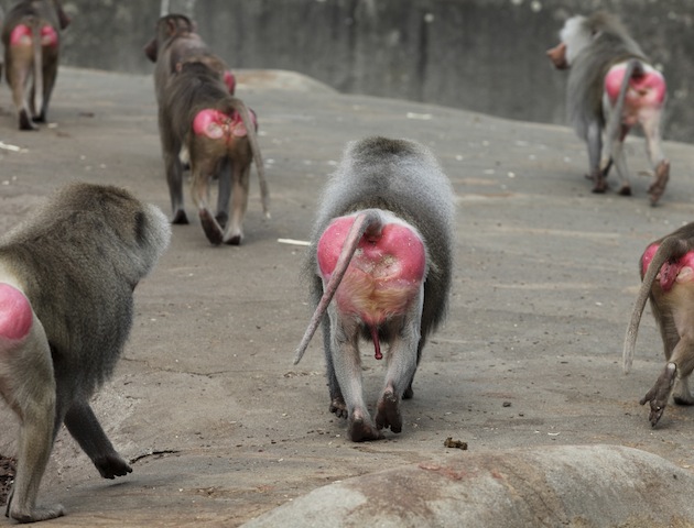 iStockphoto