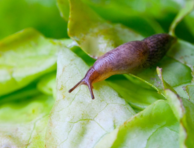 iStockphoto