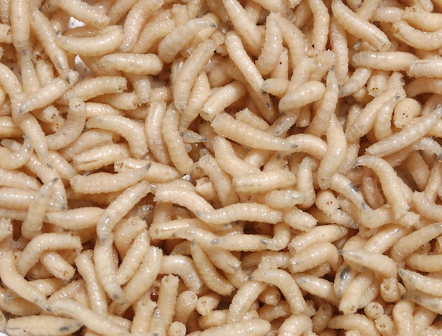 iStockphoto