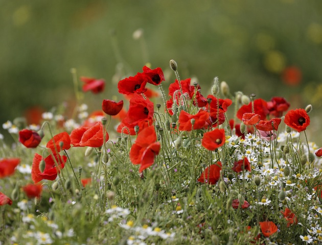 iStock
