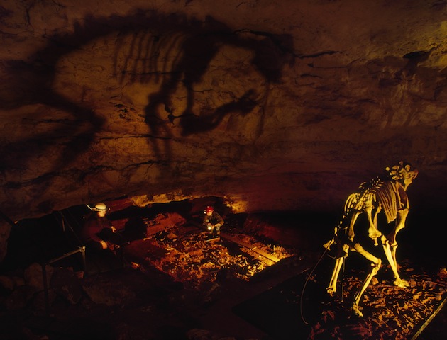 The skeleton of a marsupial lion REX/Shutterstock