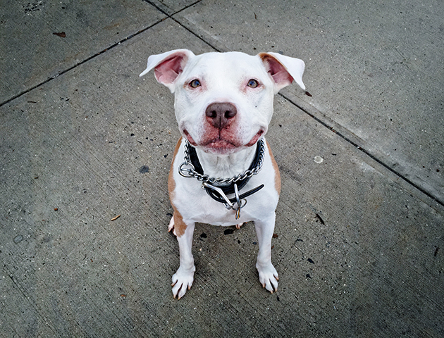 Terlihat Sangat Bahagia Anjing Ini Tak Pernah Berhenti Senyum