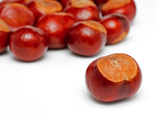 Conkers