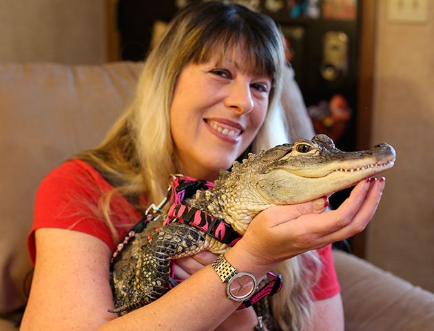 this alligator is the most pampered pet we have ever seen
