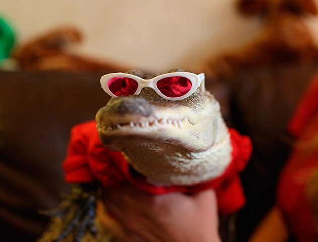 this alligator is the most pampered pet we have ever seen