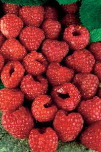 How many calories in raspberries?