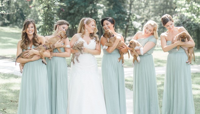 bridesmaids and bride with puppies