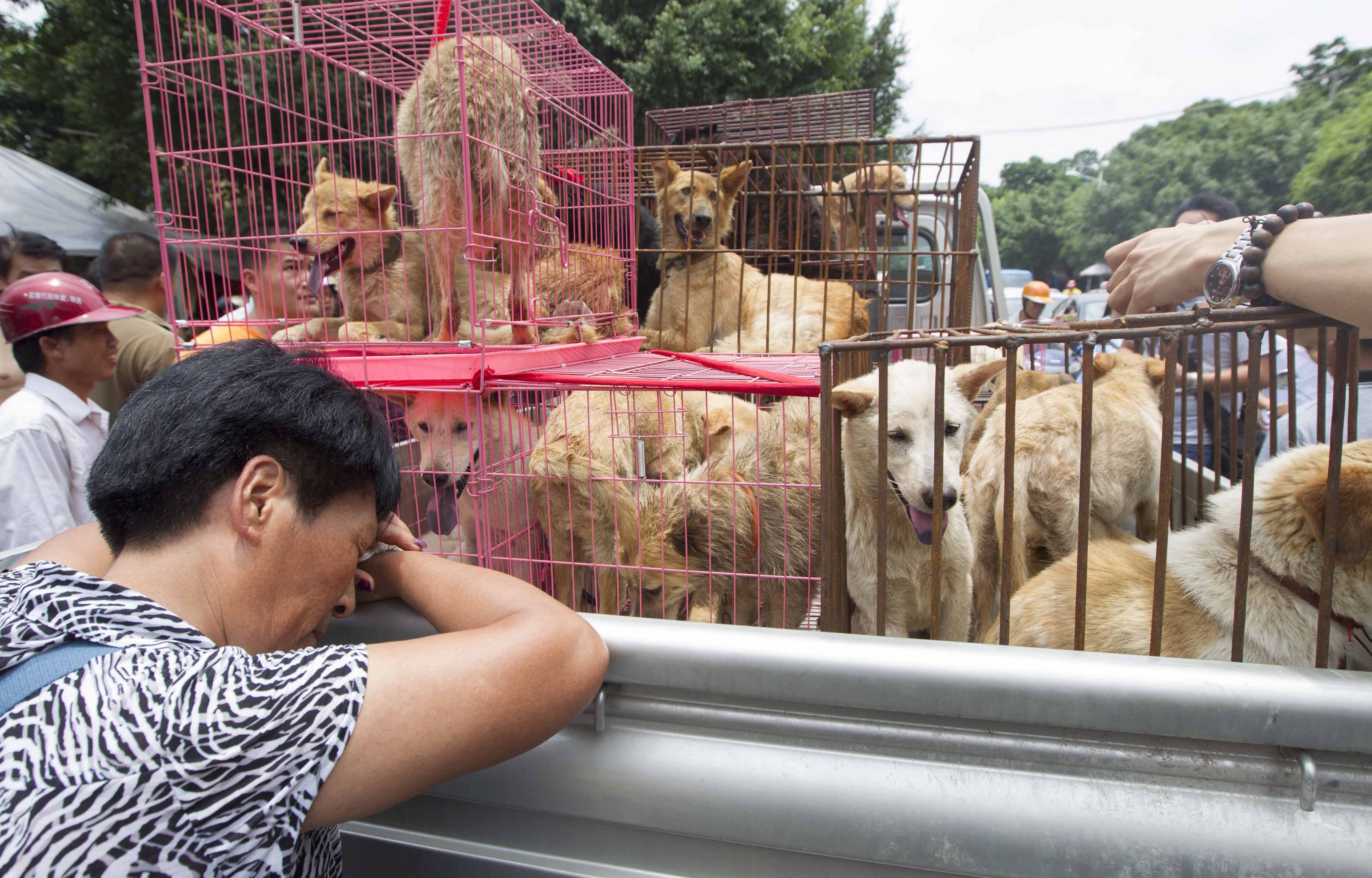 Yulin dog festival china