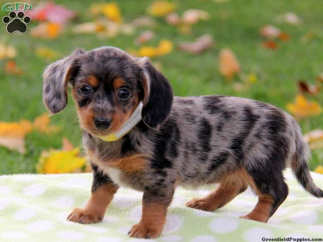 dachshund x