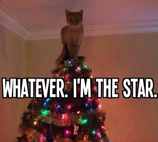 Image result for cat memes Christmas