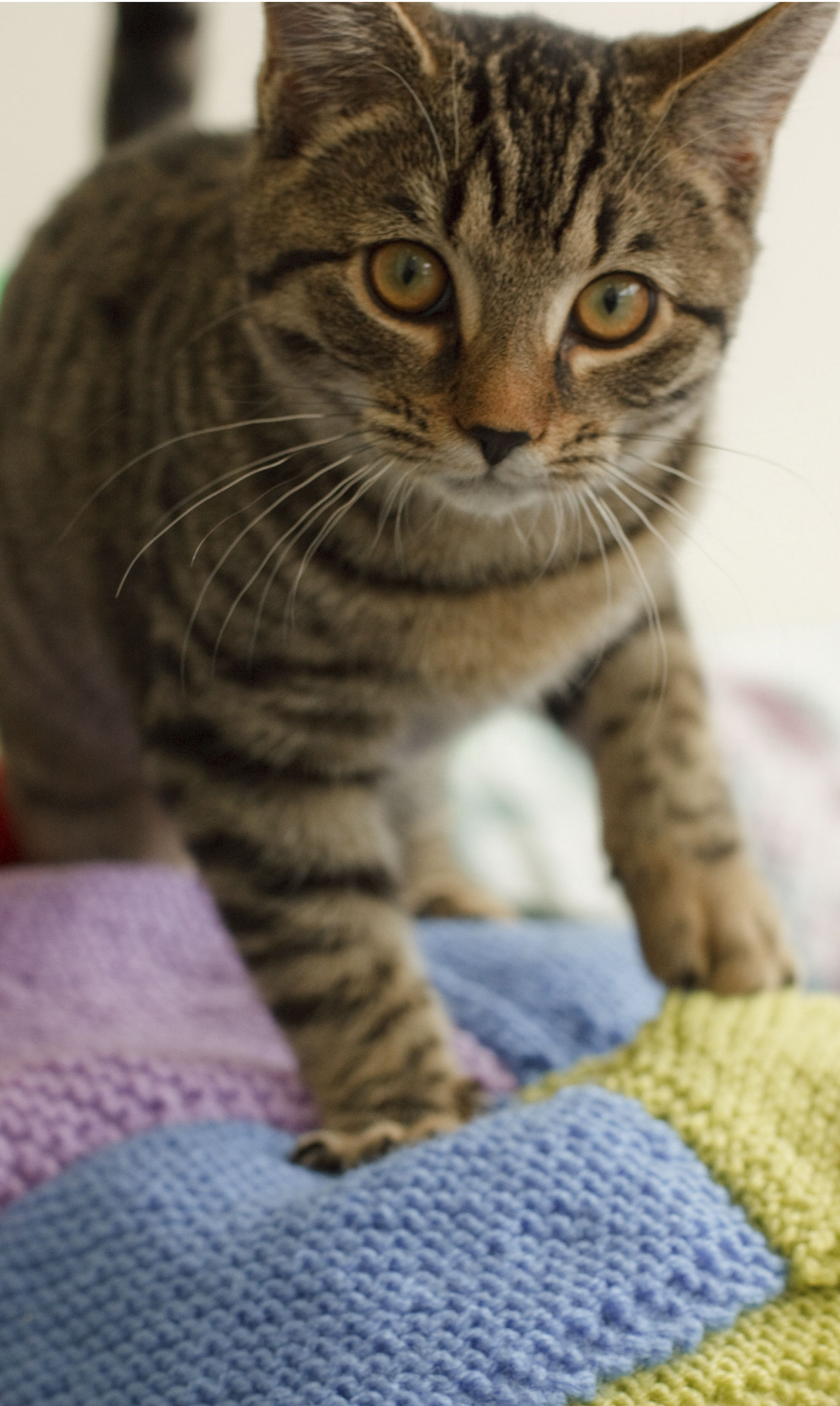 knitting for cats