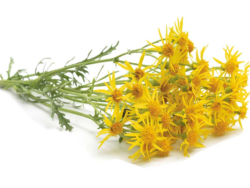 A sprig of ragwort