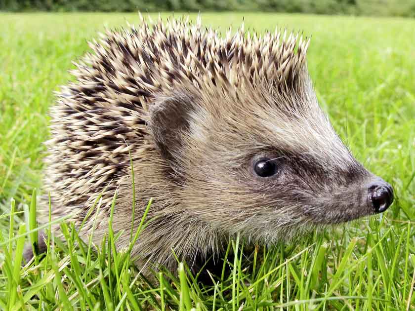 ježek se nazývá hoglet