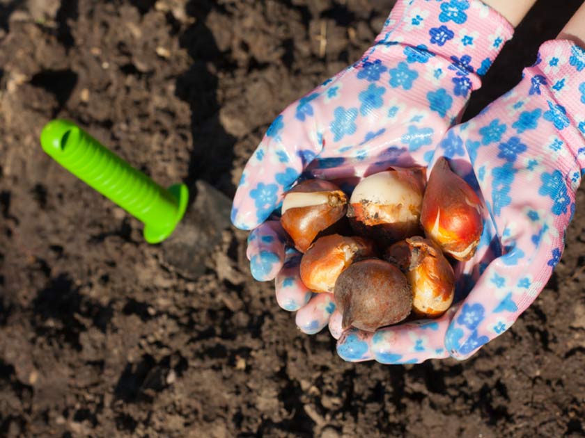 Planting bulbs