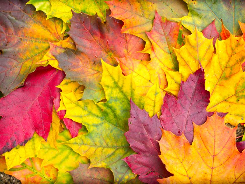 Falllen leaves