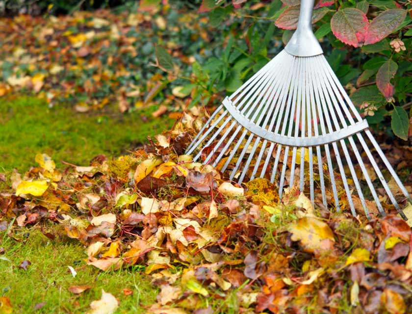 Leaf raking in autumn
