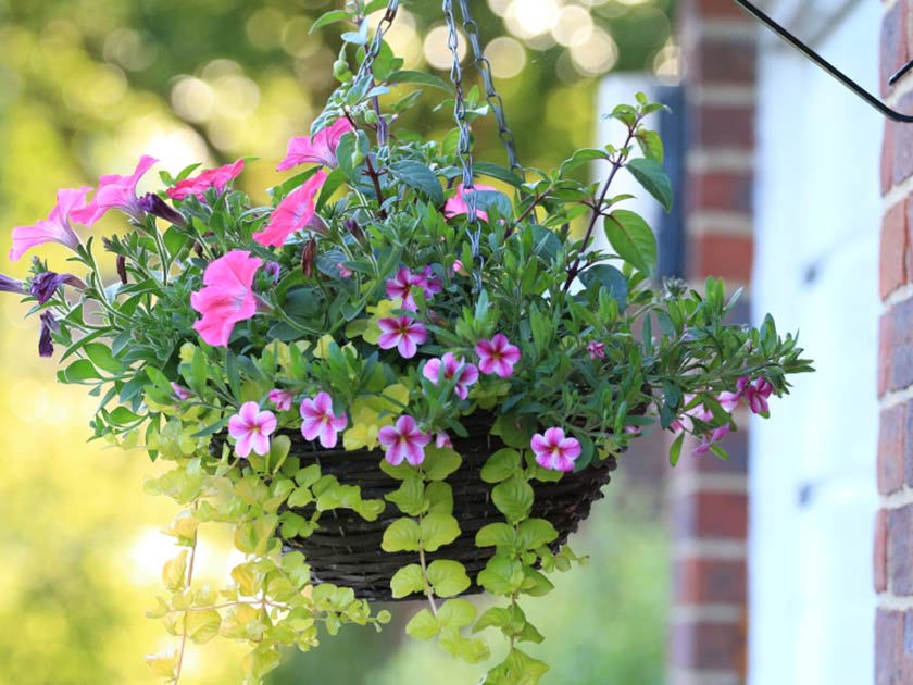 Best hanging baskets Woman's Weekly