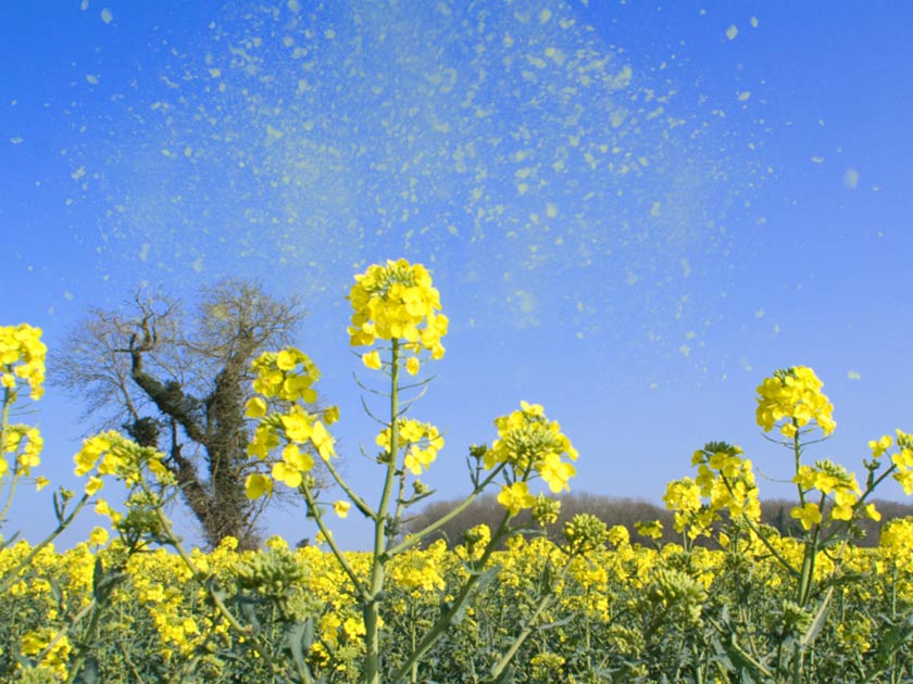 Hay fever