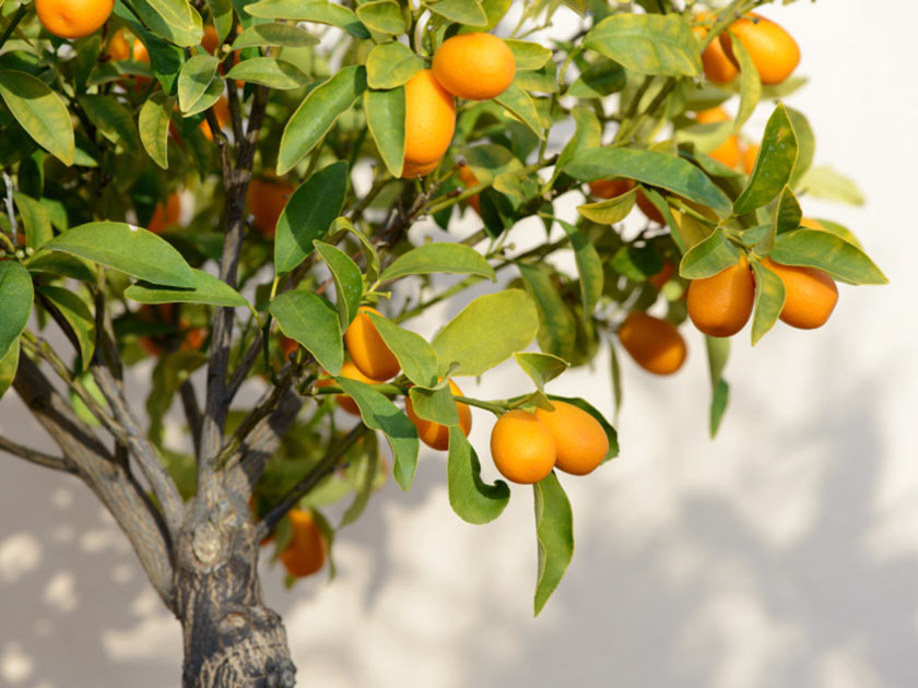 Ripe fruit growing on a tree