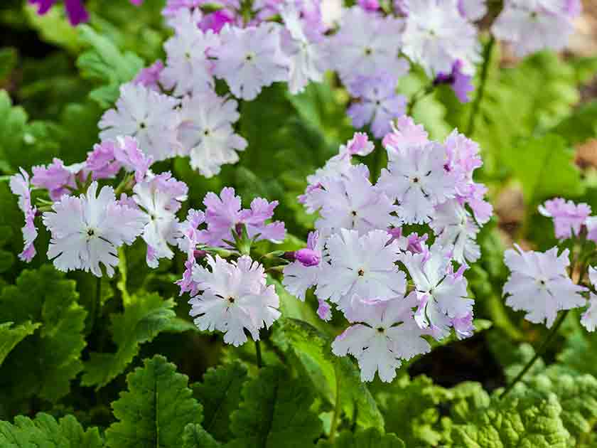 Dianthus