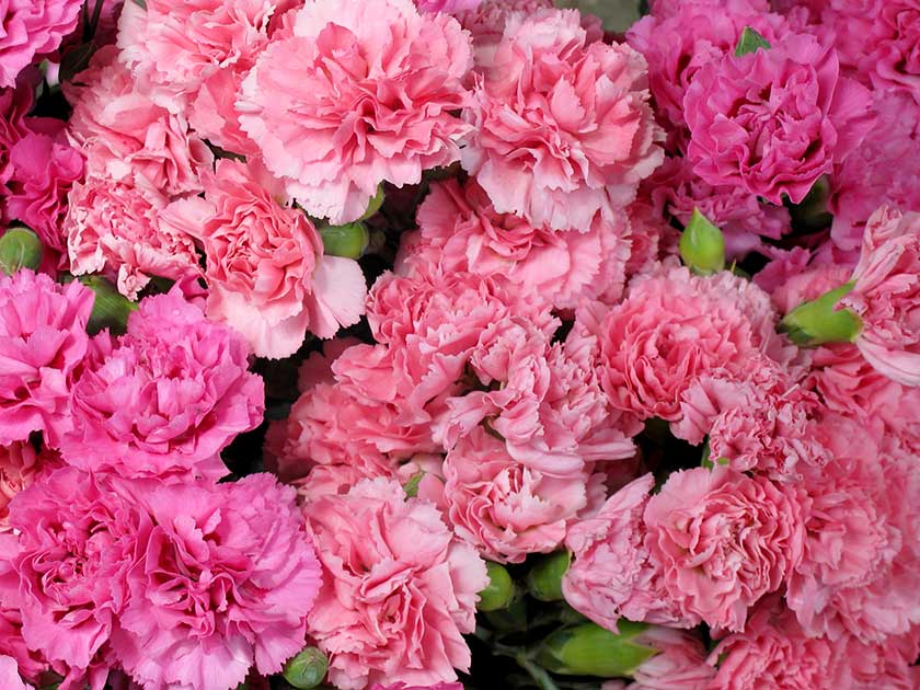 Dianthus