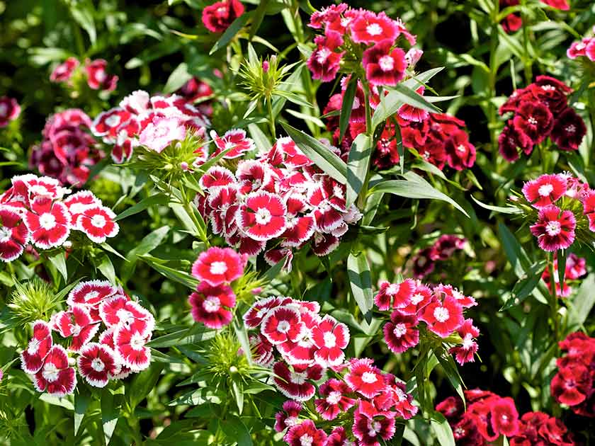 Dianthus