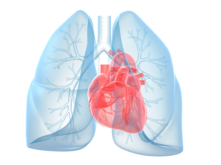 Human heart