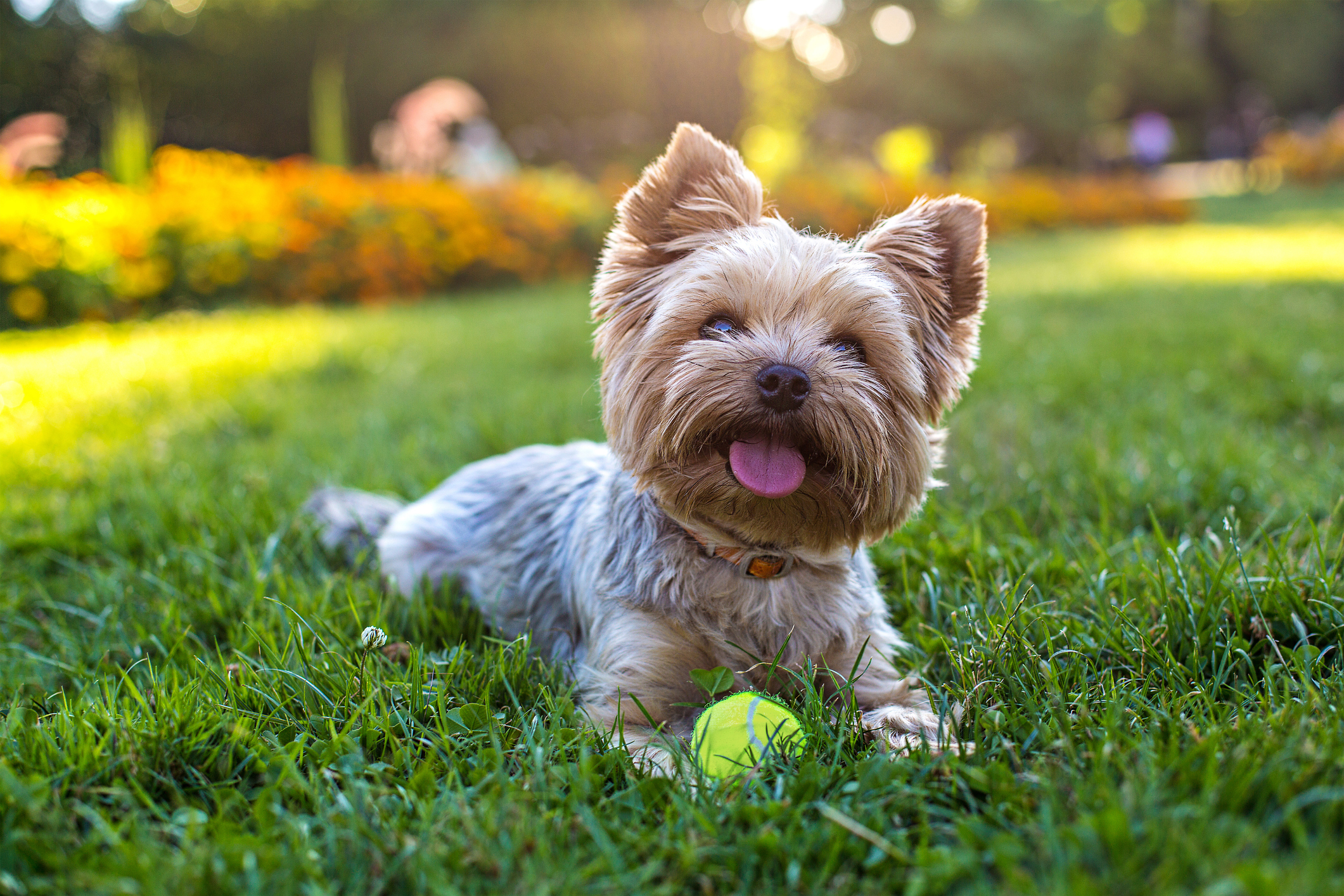 dog friendly garden