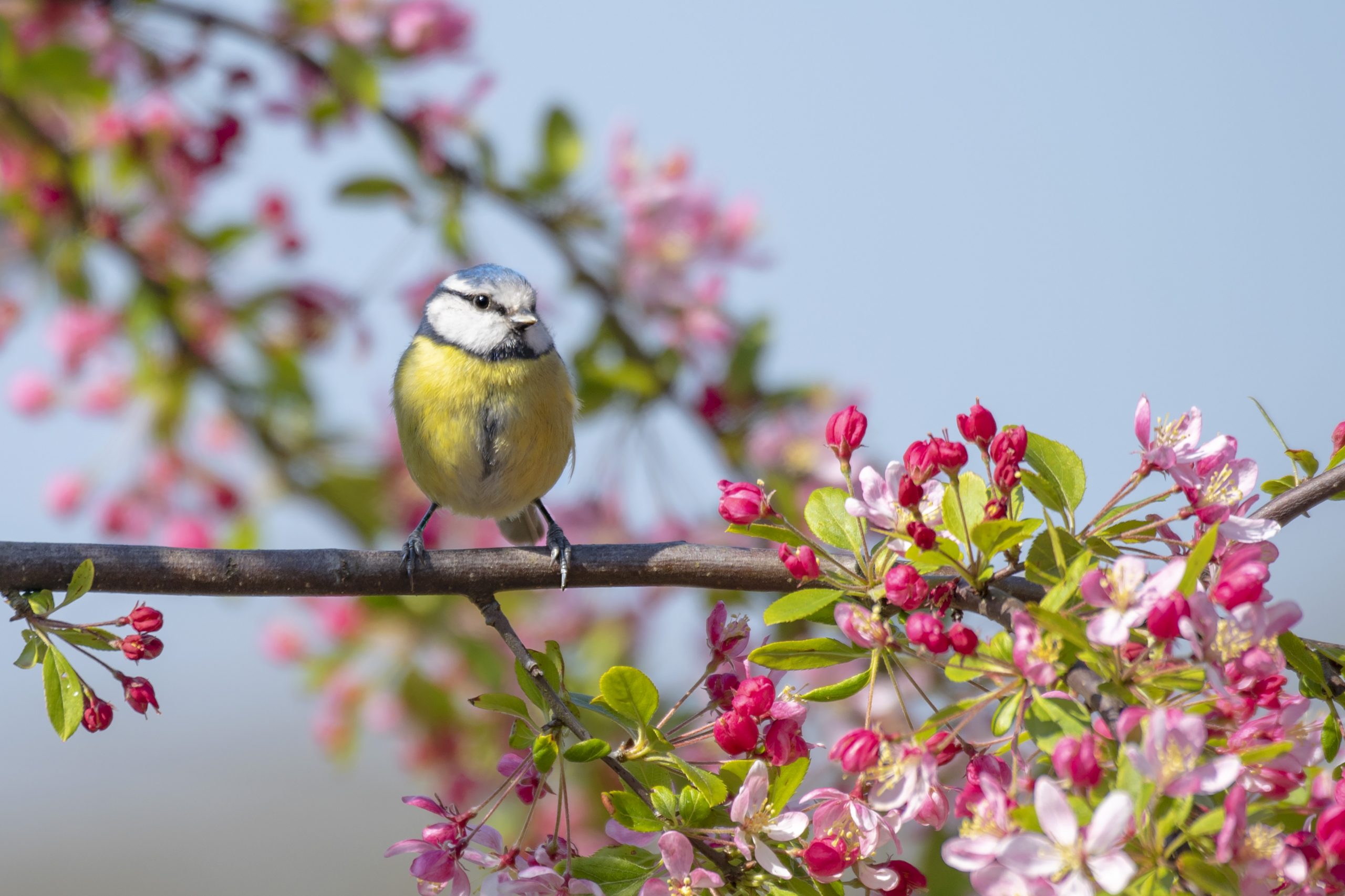 signs of spring