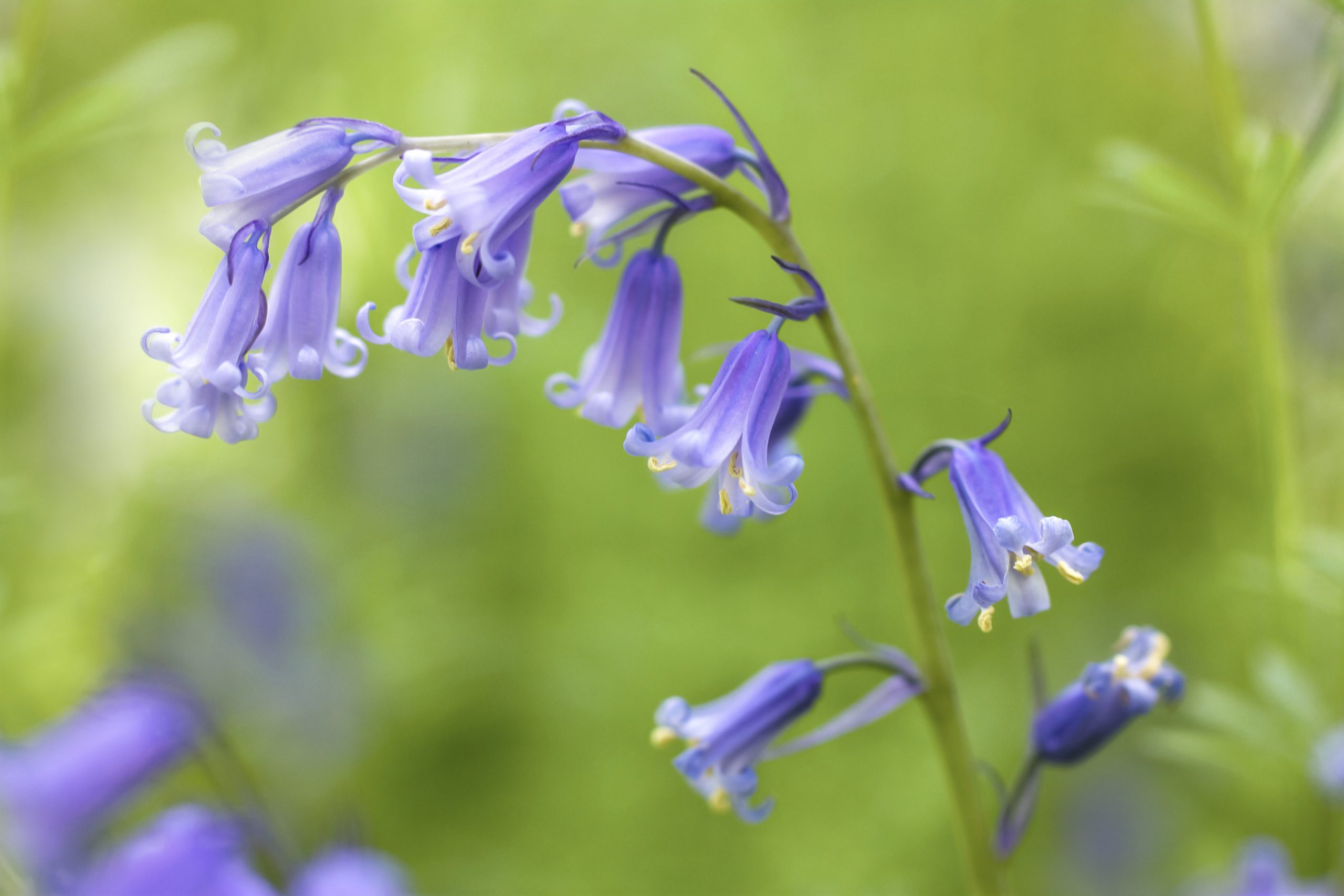 signs of spring