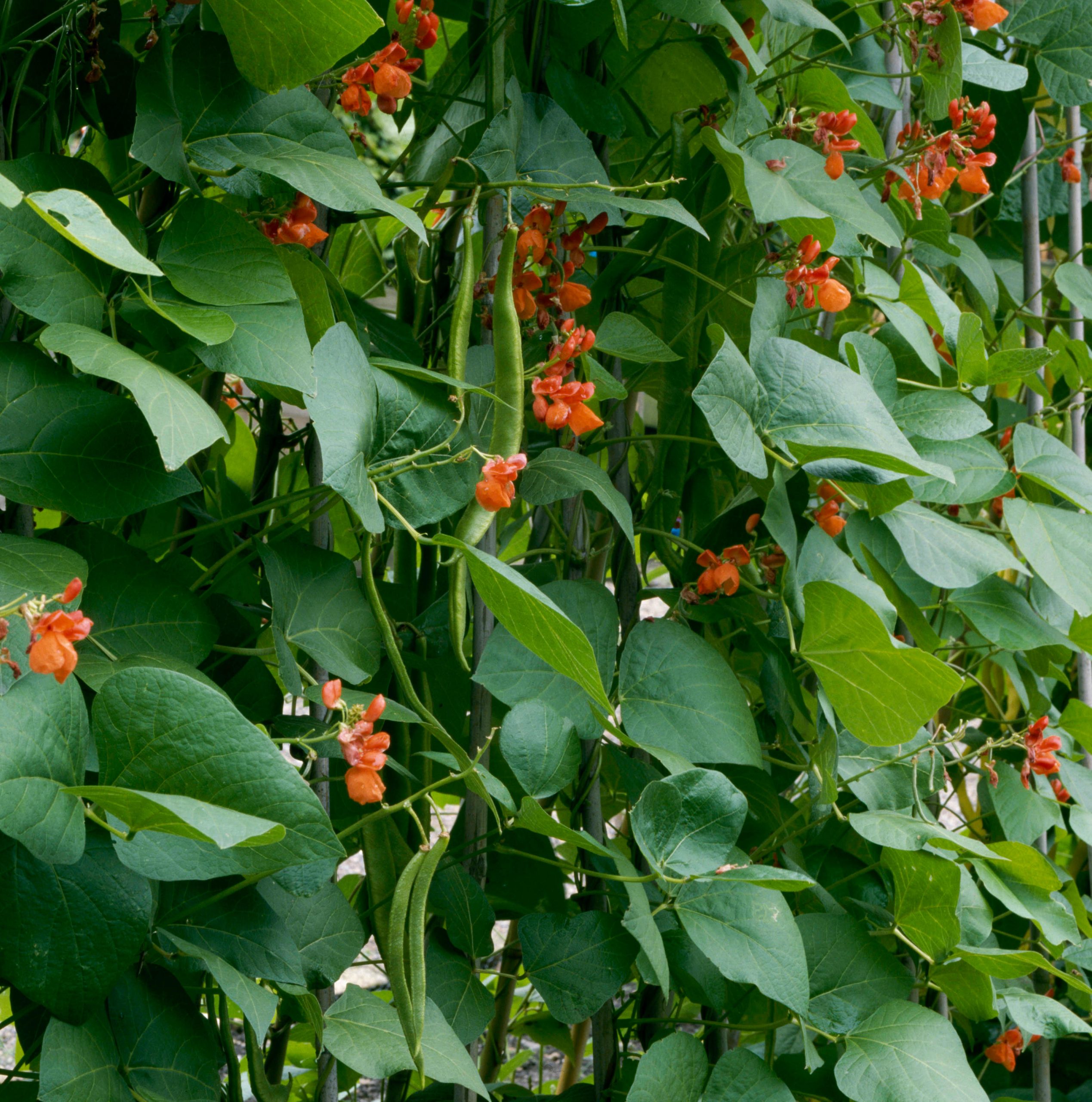 tall plants