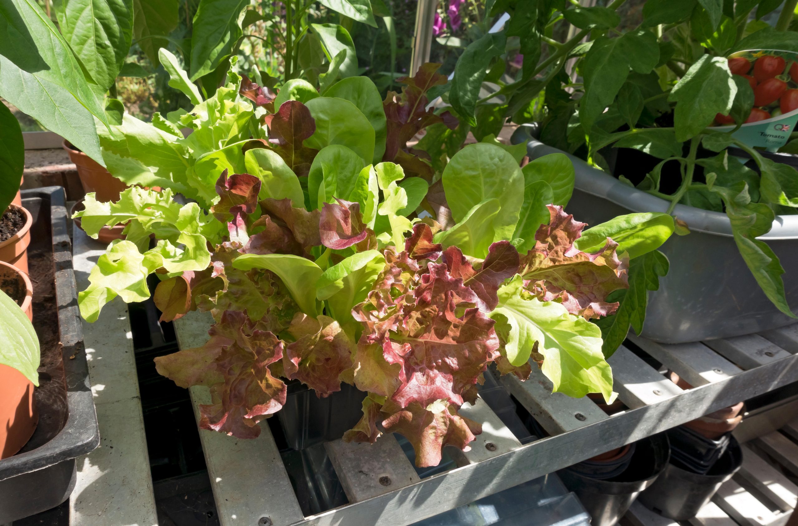 salad leaves