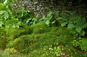 Lawn Alternatives