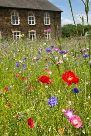 Lawn Alternatives