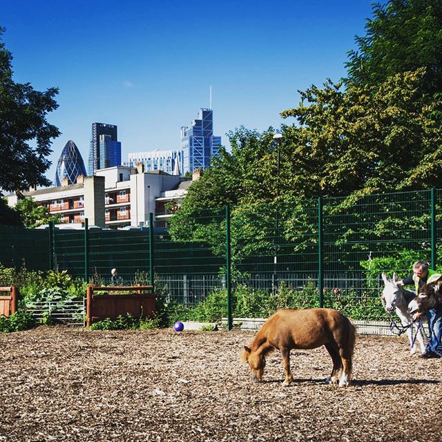 Spitalfield's City Farm - Credit: @Opensquaresweekend