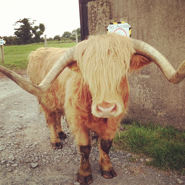 Image credit: Instagram - @Streamvalefarm