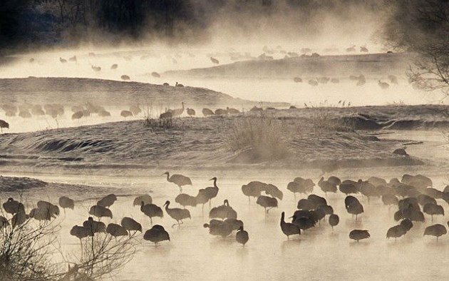 Cranes in mist in Japan