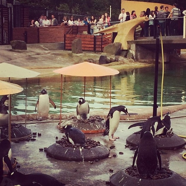 Image credit: Instagram - @EdinburghZoo