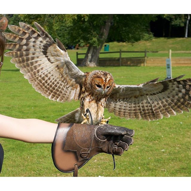 Image credit: Instagram - @Leedscastlefalconry