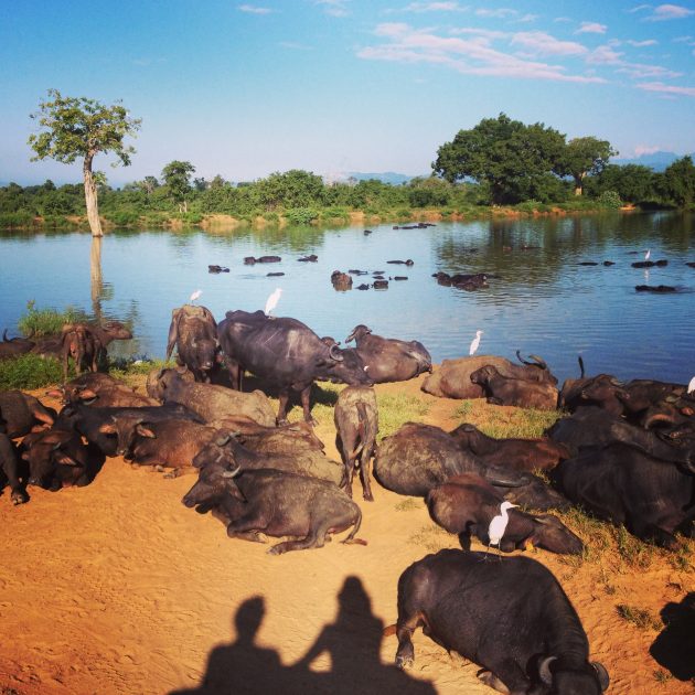 Water buffalo in Udawalawe National Park, Sri Lanka