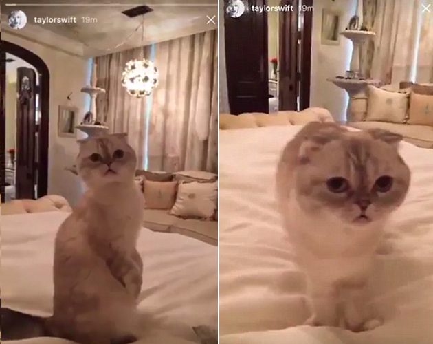 taylor swift cat