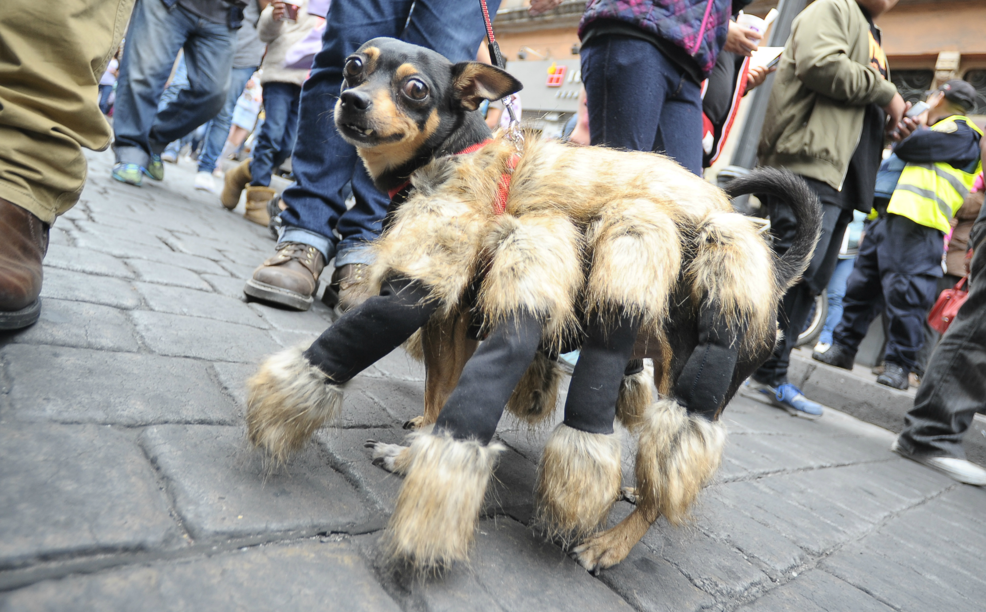 dog parade