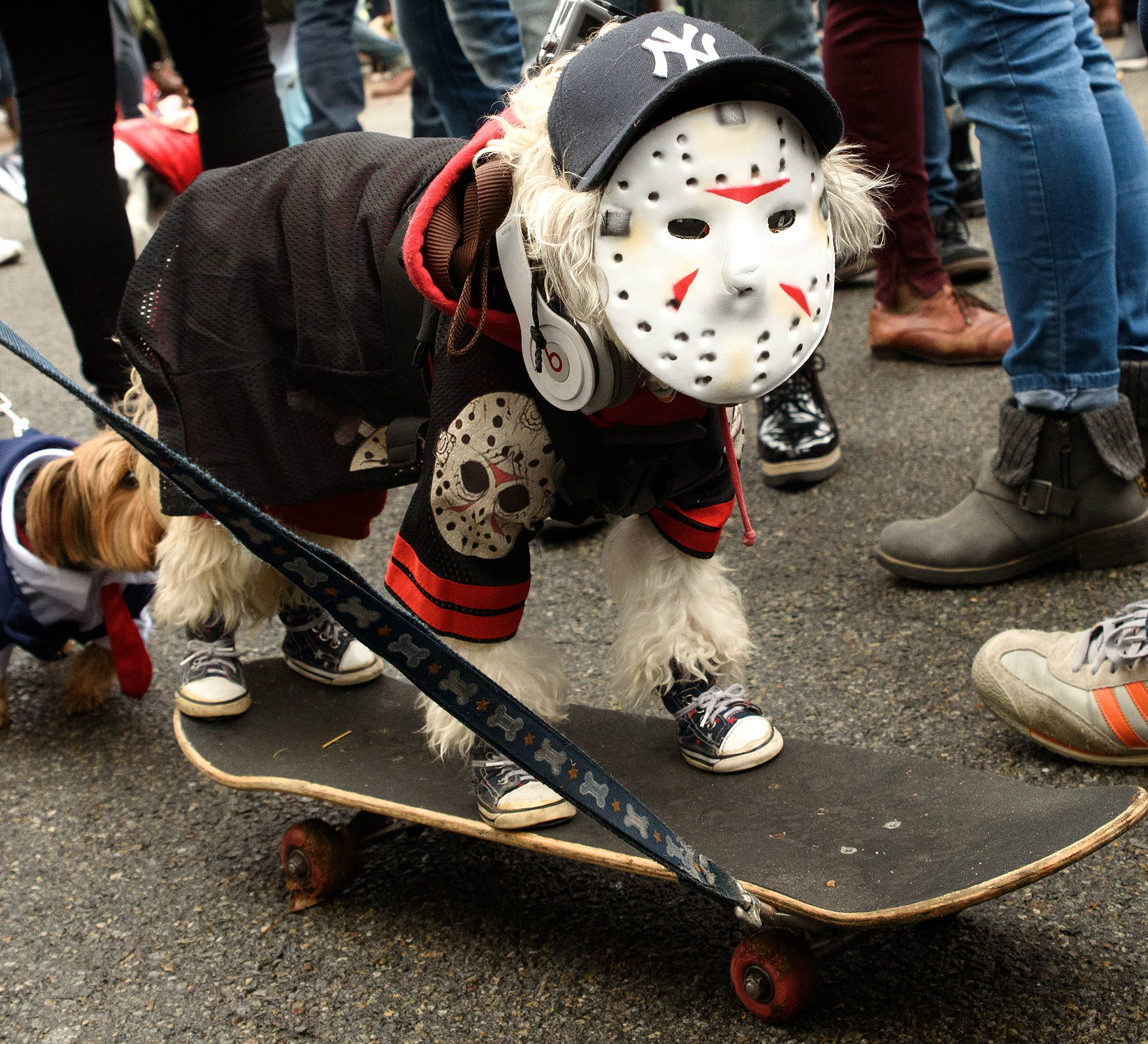 dog parade