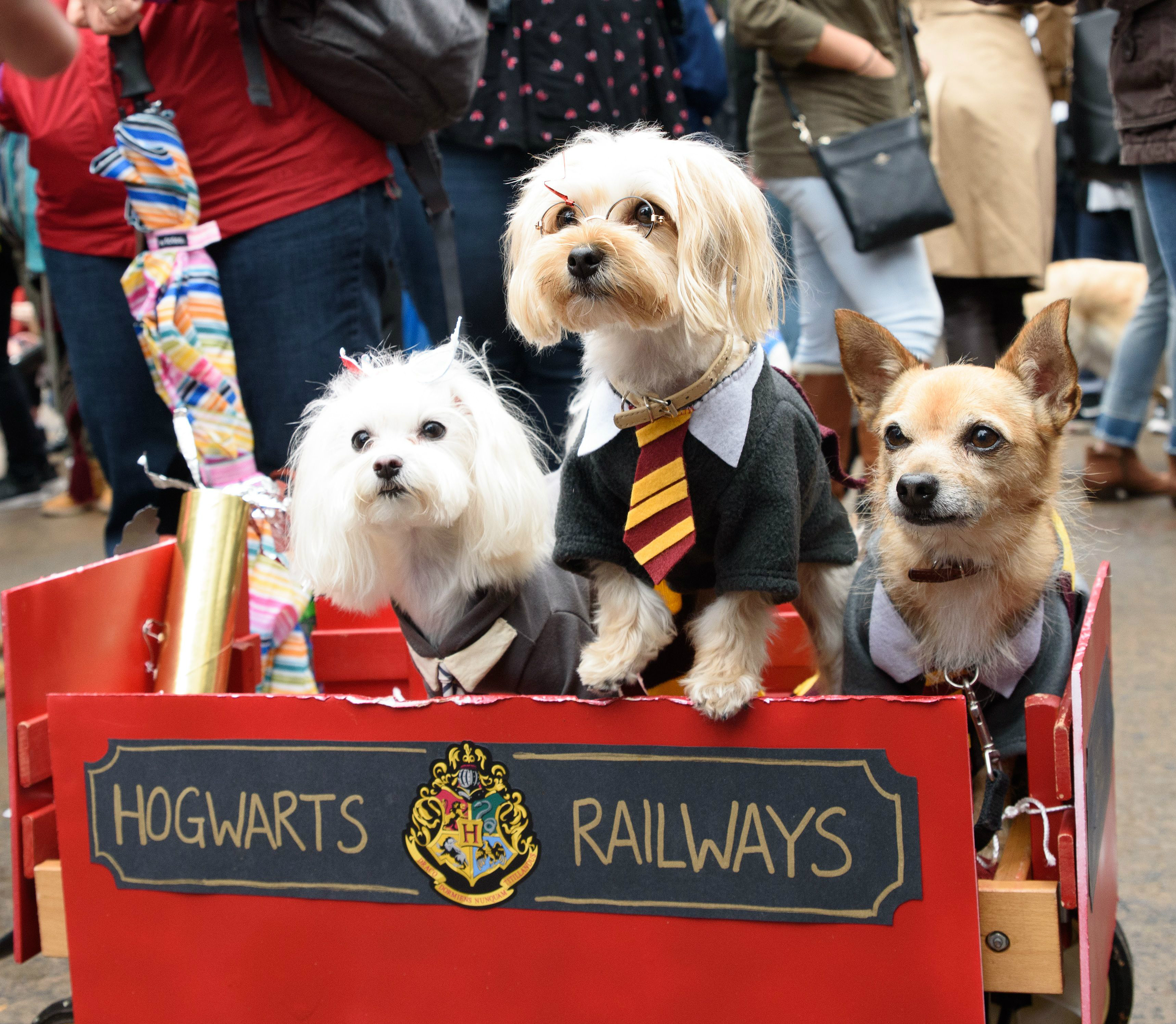 dog parade