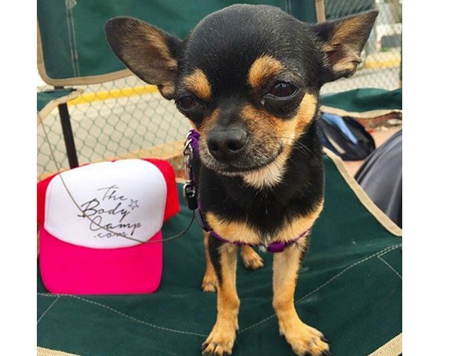 Resident chihuahua Rebel: @lookmagazine